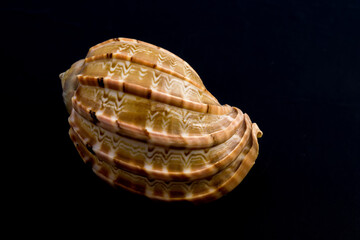 Sea Shell Macro