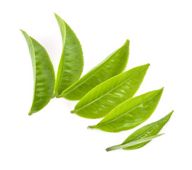 Obraz premium tea leaf on white background