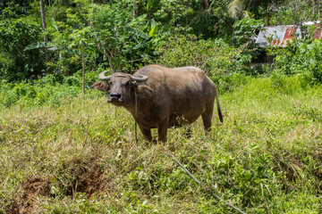 Naklejka na ściany i meble Wasserbüffel in der Natur in den Philippinen