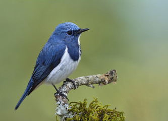 Ultramarine Flycatcher (Superciliaris ficedula) lovely blue bird perching on top mossy branch over...