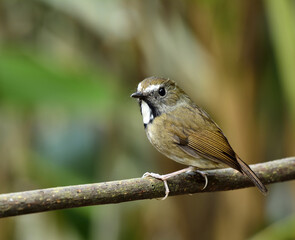 White-gorgeted Flycatcher (Anthipes monileger) brown bird with white feathers on its neck perching on the branch in nature