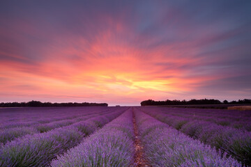 Fototapeta na wymiar Sunset lavender