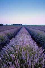 Fototapeta na wymiar Purple lavender beauty