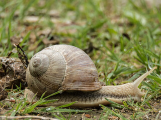 Weinbergschnecke