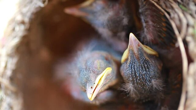 Video blind nestlings in the nest