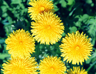 Dandelion on summer field. nature composition