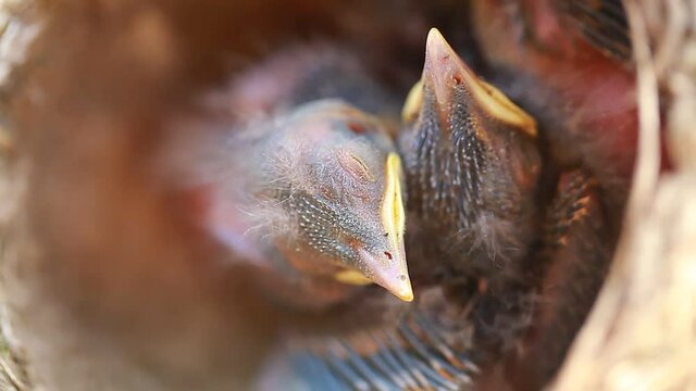 Video blind nestlings in the nest