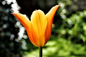 Rozkwitnięty kwiat tulipana