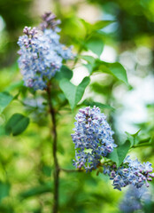 Lilac bush blooming