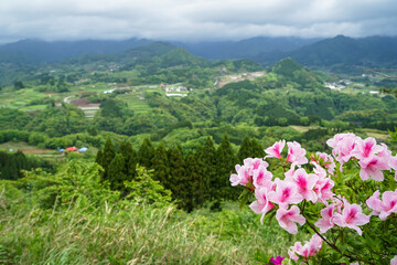 Greenery mountain panorama and town view from afar with pink flower in front