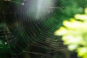 Beautiful spider web with shades of green nature bokeh background