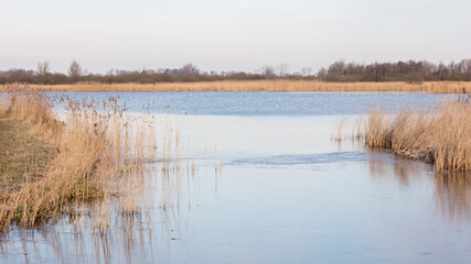 Tree and reeds at a lake