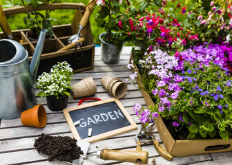 Seedlings of colorful flowers for planting in the garden.