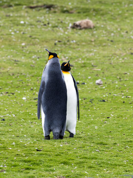 king penguin, Aptenodytes patagonicus, Volunteer point, Falkland Islands - Malvinas