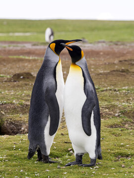 king penguin, Aptenodytes patagonicus, Volunteer point, Falkland Islands - Malvinas
