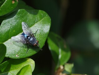 Bluebottle 