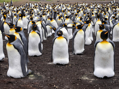 Big nesting colony king penguin, Aptenodytes patagonicus, Volunteer point, Falkland Islands - Malvinas