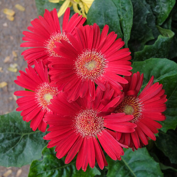 Red  yerbera and green leaves in nature