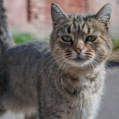 striped cat on the street, street cat in a sunny day