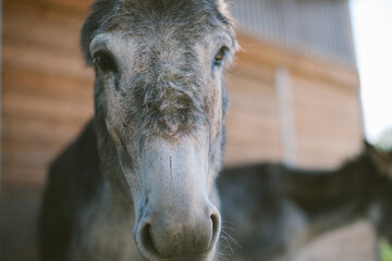 Zwei Esel auf einem Bauernhof