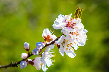 Close up cherry blossom with blurred background