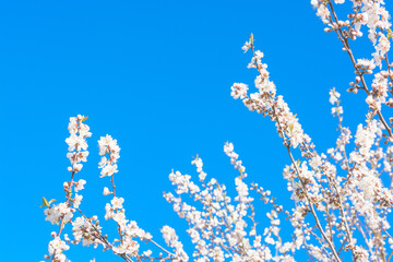 Beautiful blooming apple tree in spring