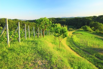 Fototapeta na wymiar Green vineyard landscape