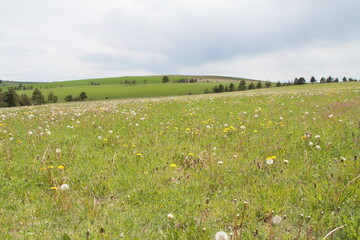 prairies en Aubrac/3/cc