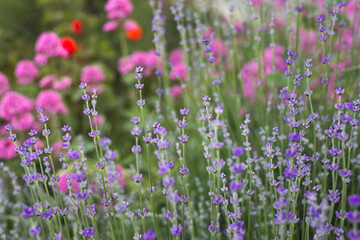 Lavender bushes closeup on evening light. Lavender bush closeup. Blooming lavender. Provence region of france.
