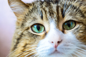 Close up portrait of domestic cat
