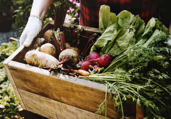 Gardener with organic fresh agricultural product