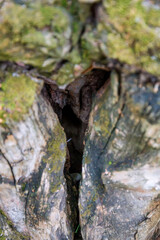 Close up hollow in old tree