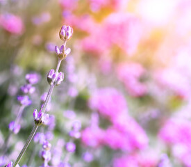 Lavender bushes closeup on evening light. Lavender bush closeup. Blooming lavender. Provence region of france.
