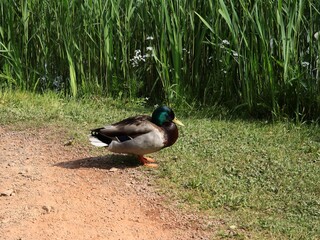 wild duck Anas platyrhynchos 