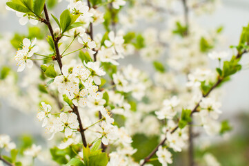 Flowering cherry in the garden, fruit trees