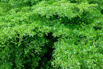 Green leaves background on the tree, Greenery leaf background texture. Beautiful green leaves background. Garden and Green wall, leafs texture, texture of green leaves.