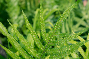  fern leaves in the garden, Fresh green fern leaves on green background in the garden sunlight.  Texture of fern leaves, Fern leaf in Forest. Garden and Green wall.