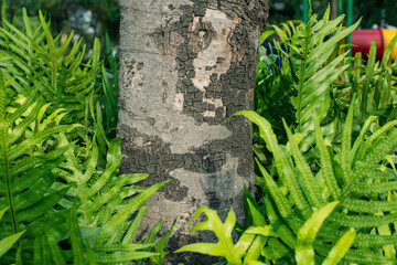  fern leaves in the garden, Fresh green fern leaves on green background in the garden sunlight.  Texture of fern leaves, Fern leaf in Forest. Garden and Green wall.
