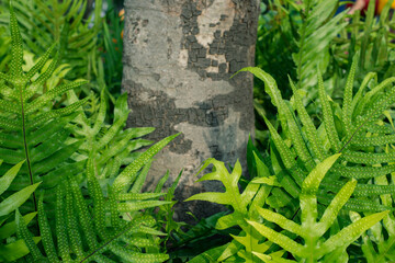  fern leaves in the garden, Fresh green fern leaves on green background in the garden sunlight.  Texture of fern leaves, Fern leaf in Forest. Garden and Green wall.