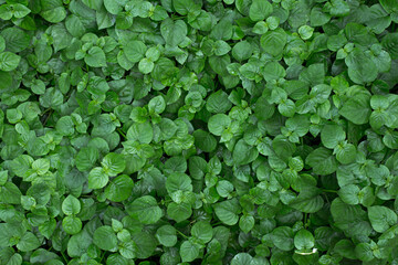 Beautiful green leaves background. Garden and Green wall, leafs texture, texture of green plant,  tropical leaves background.