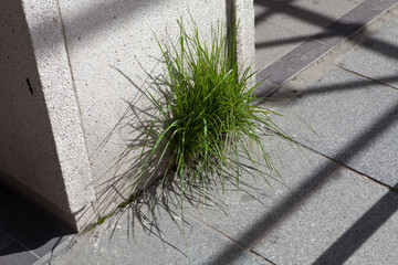 Grass Ghent Belgium . Grass growing betwee wall and street tiles.