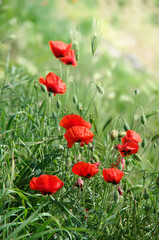 Poppy flowers in grass