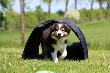 border collie welpe macht agility im garten © Bianca