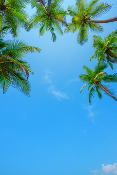Coconut tropical palm trees vertical border with sky as copy space background