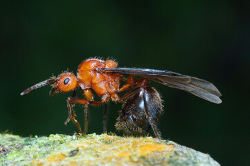 Macro of queen ant on side view.