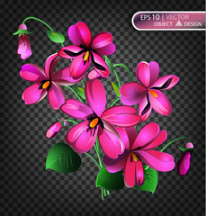Violet Floral background is isolated on a transparent background.