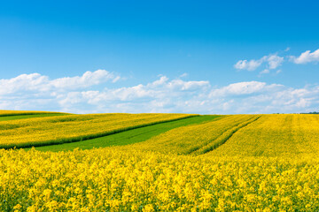 Obraz premium Yellow flowering rape field with in the rural countryside landscape at sunny spring day with blue sky