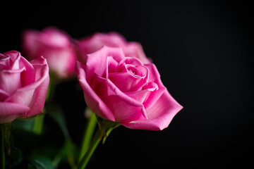 Fototapeta premium Beautiful pink rose