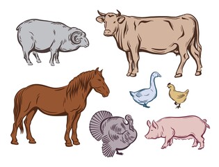 farm animals color sketches