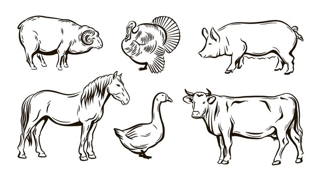 farm animals sketches